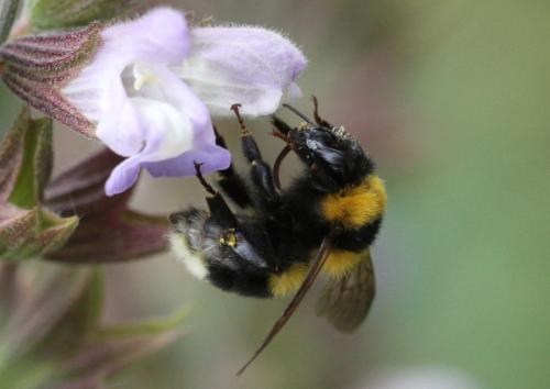 Bombus argillaceus